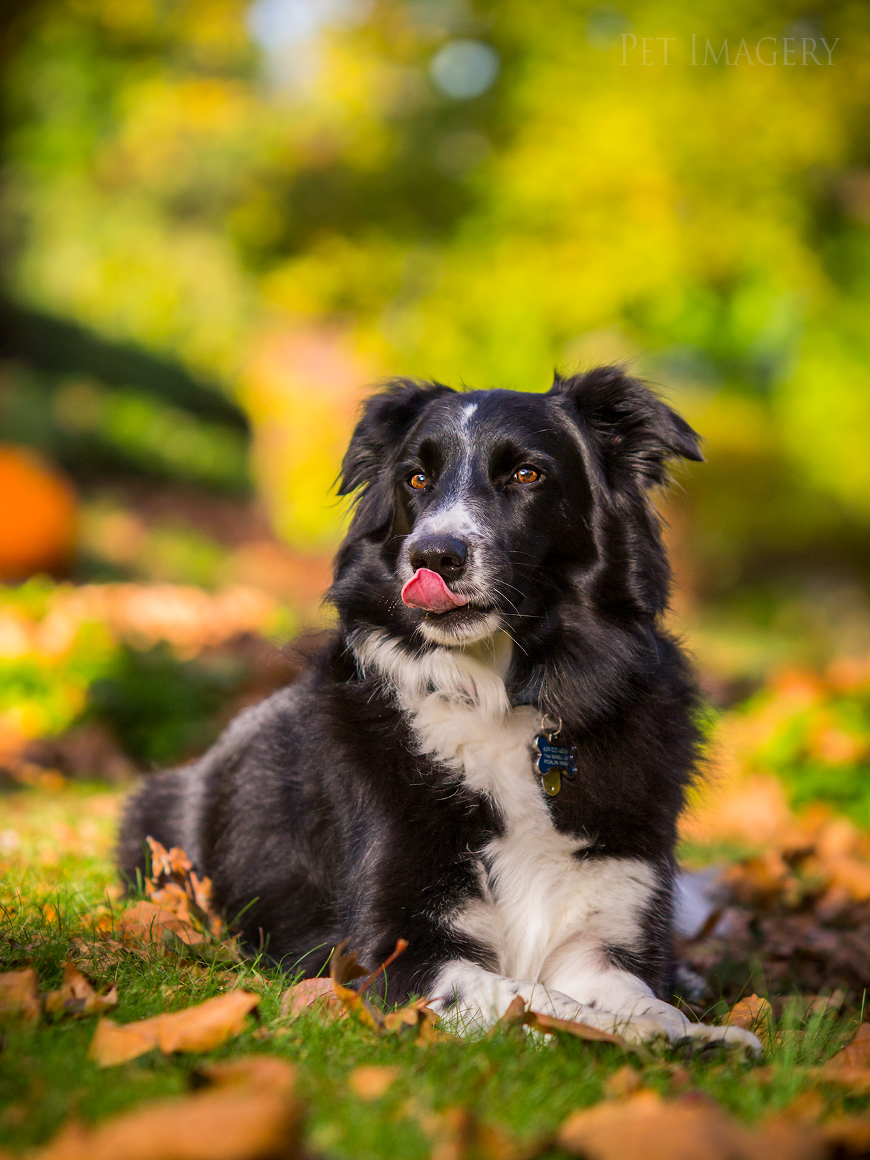 best pet photography dog kaplan