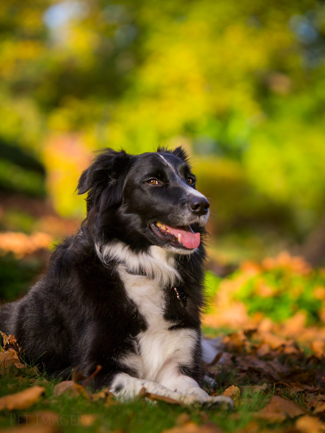 best pet photography dog kaplan