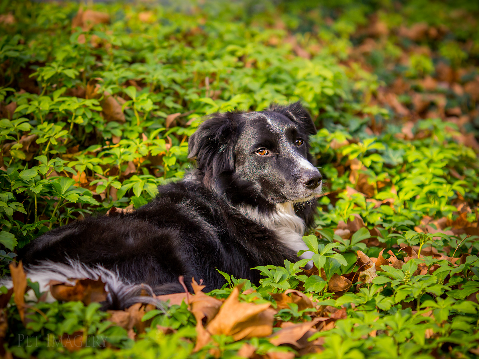 best pet photography dog kaplan