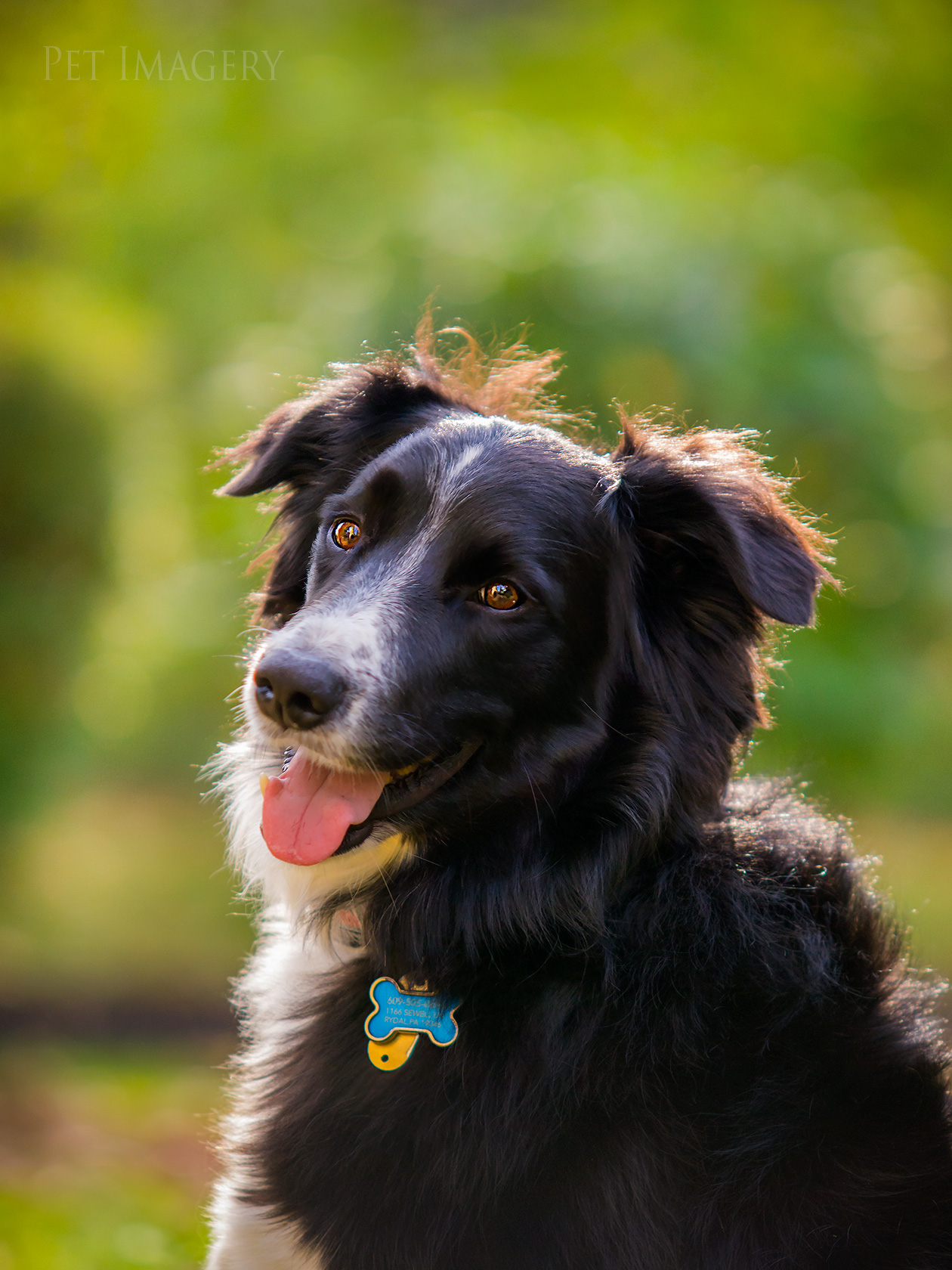 best pet photography dog kaplan