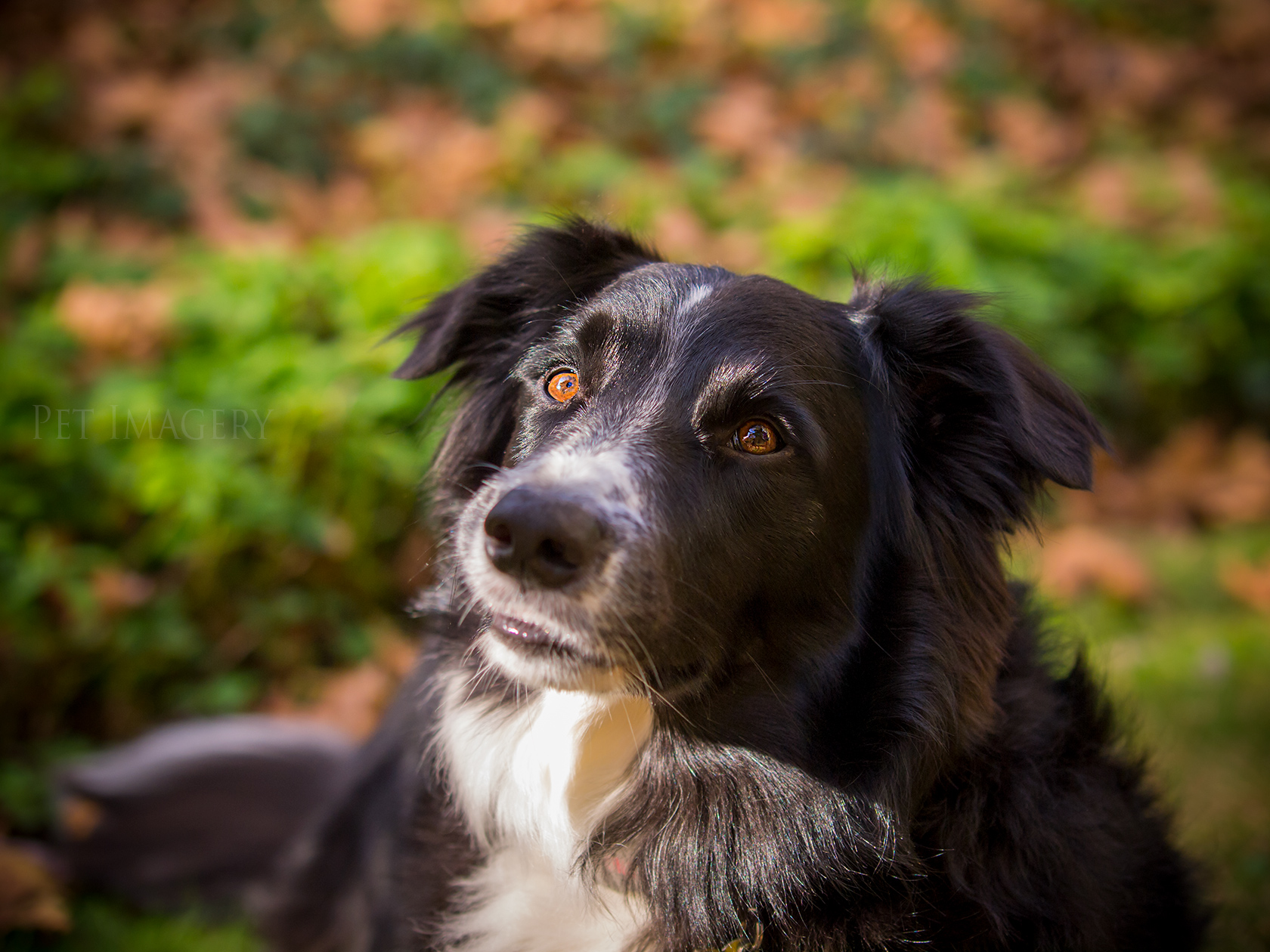 best pet photography dog kaplan