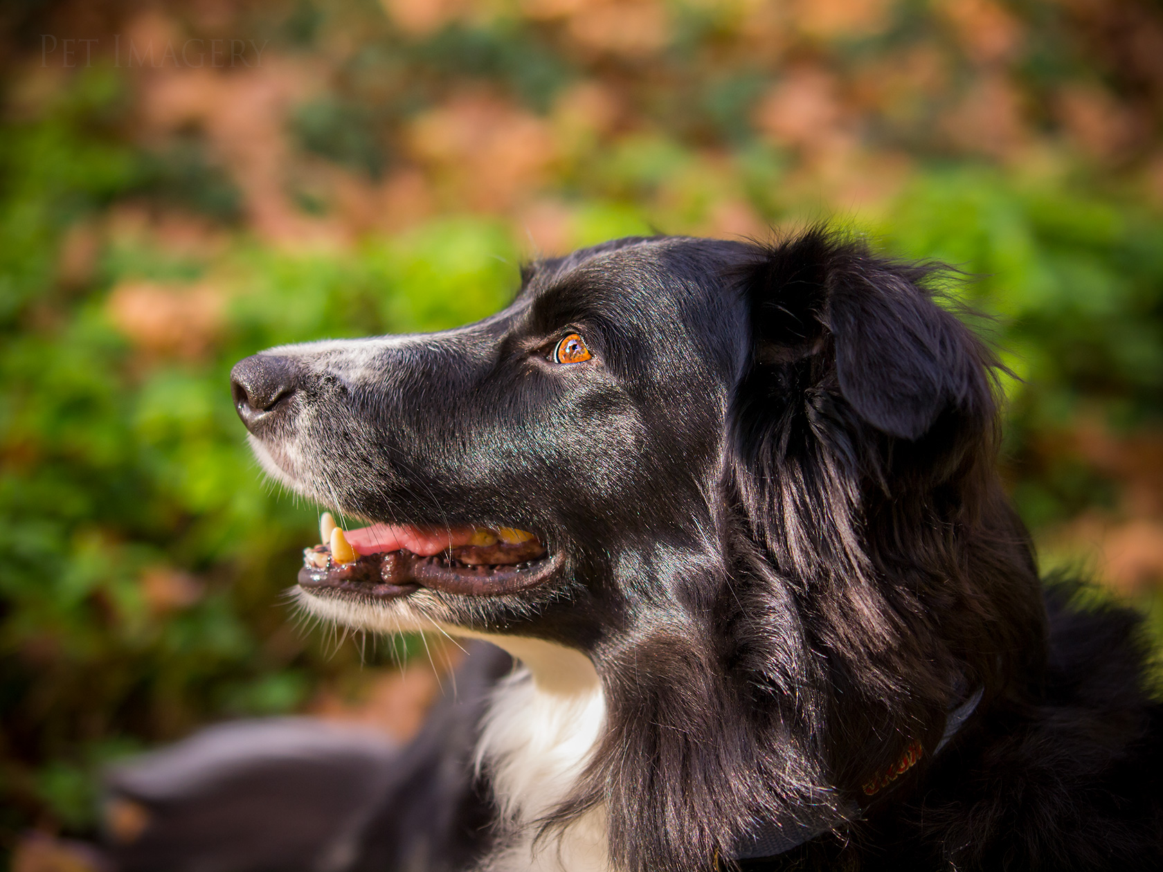 best pet photography dog kaplan