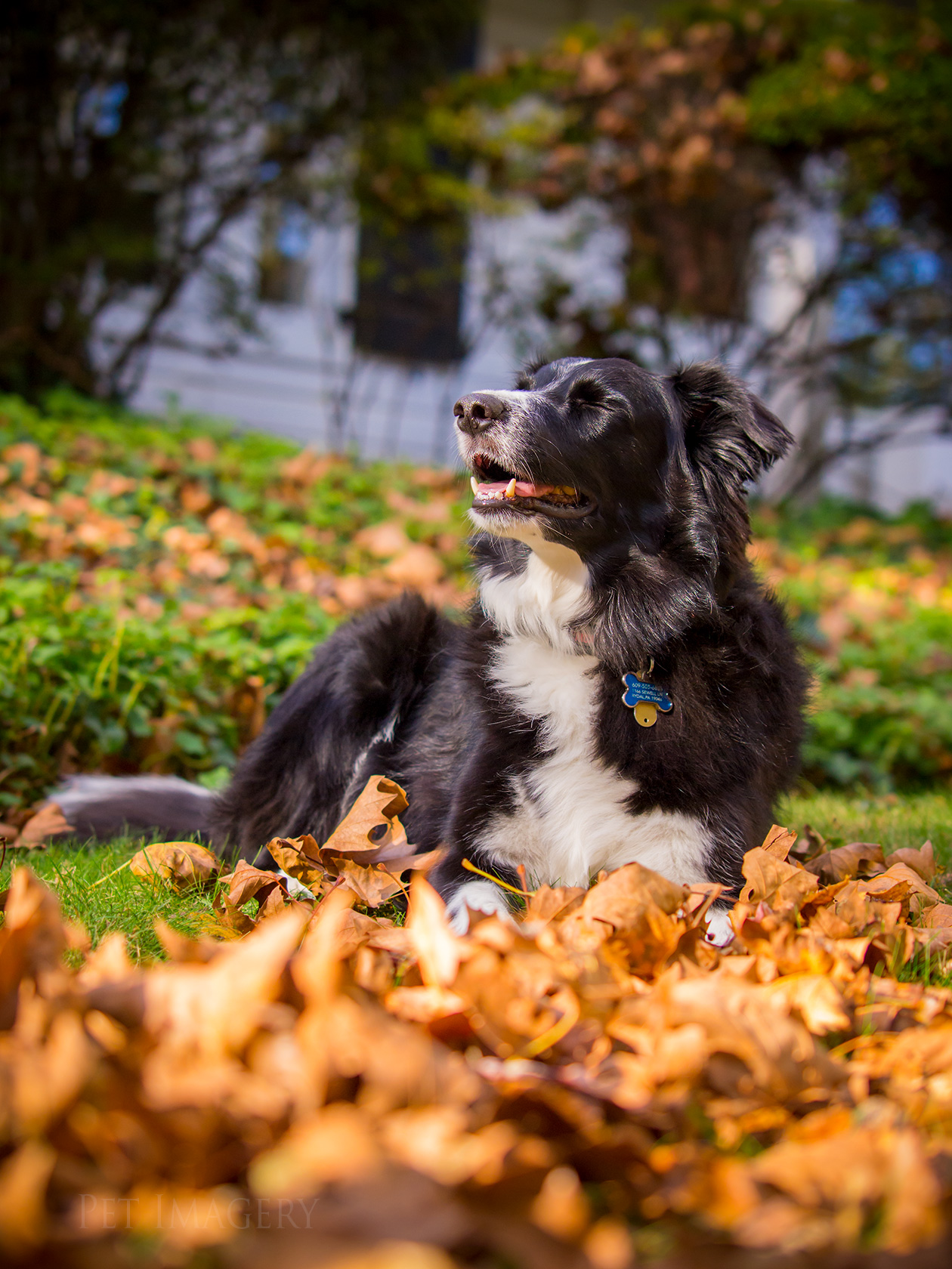 best pet photography dog kaplan