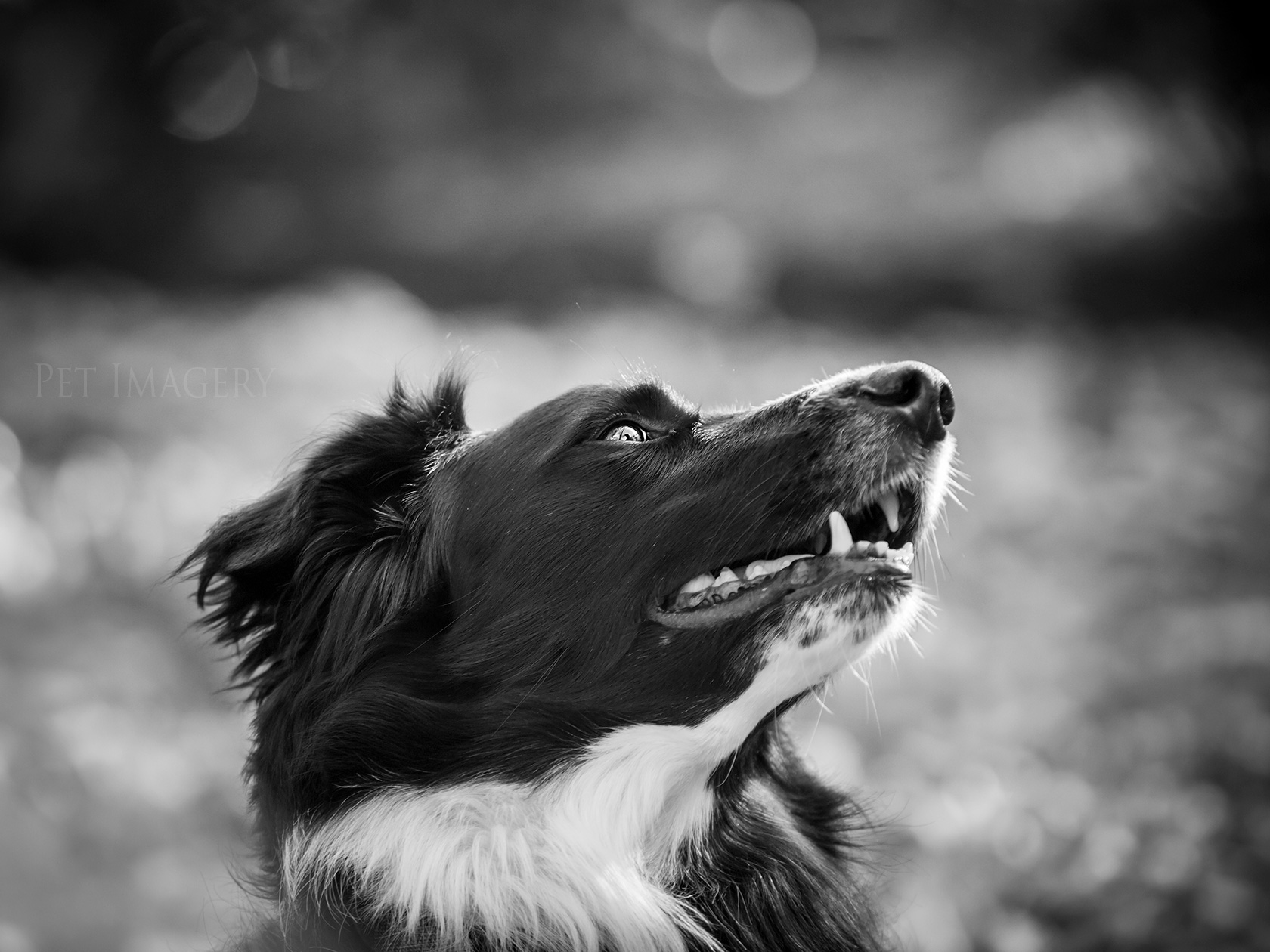 best pet photography dog kaplan