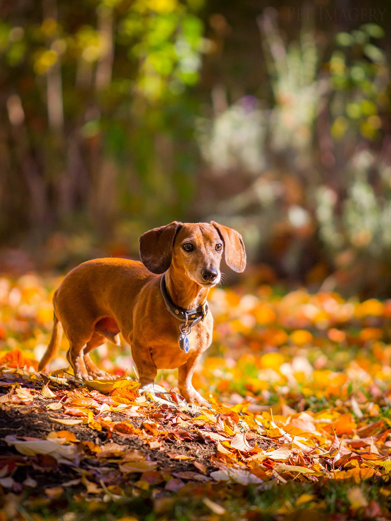 best pet photography kaplan dog