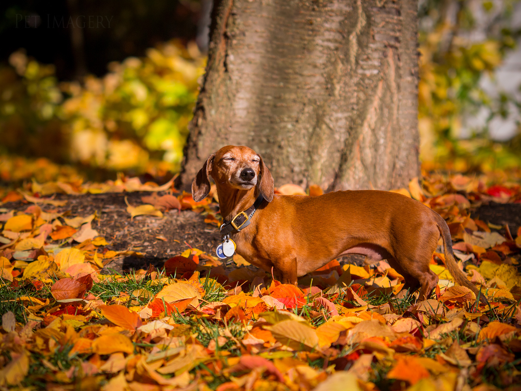best pet photography kaplan dog