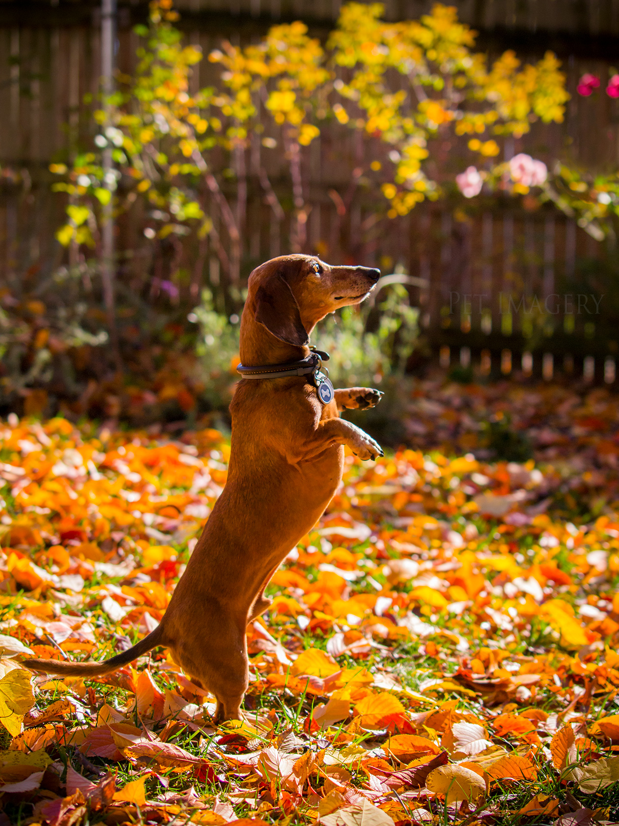 best pet photography kaplan dog