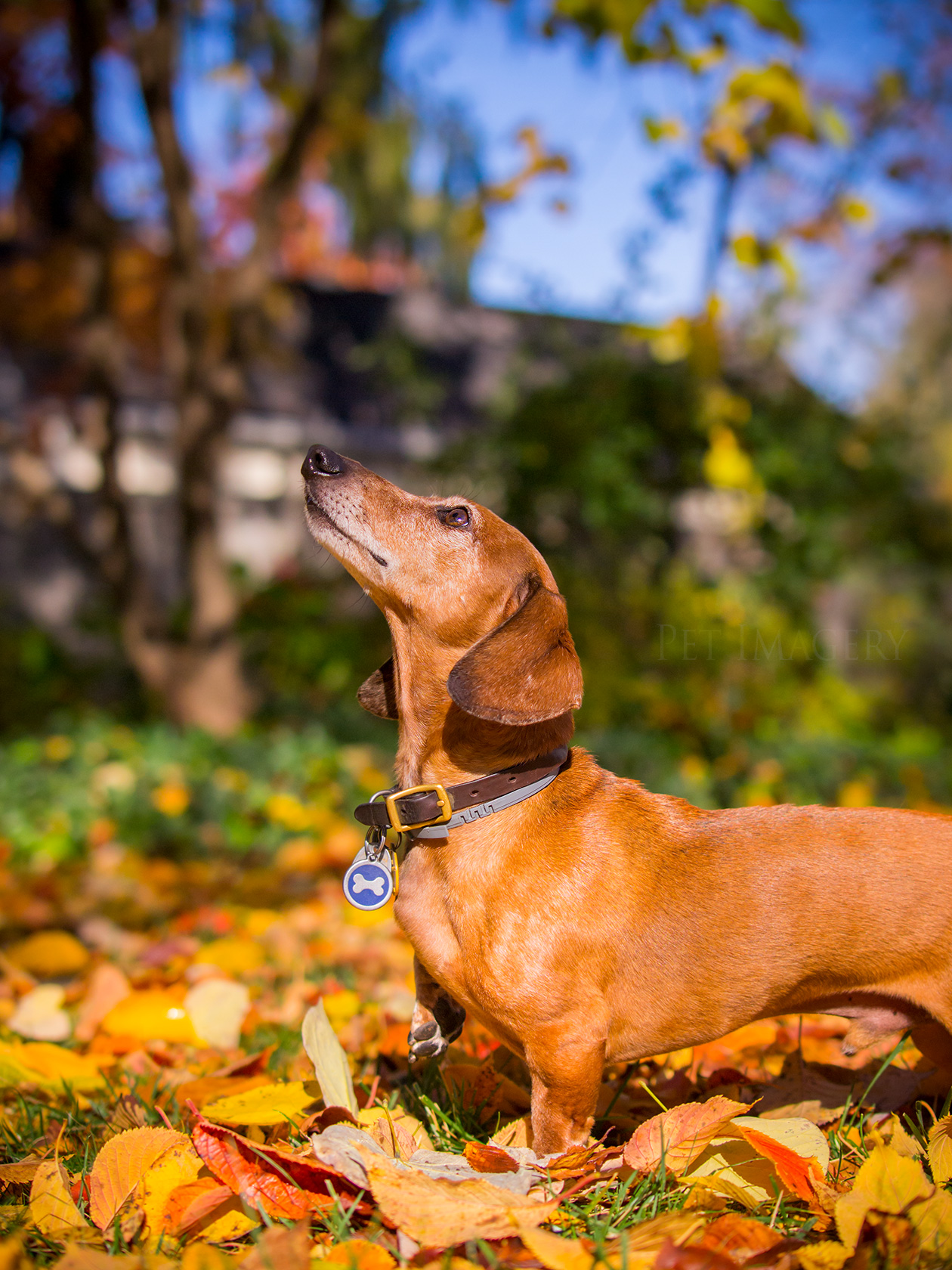 best pet photography kaplan dog