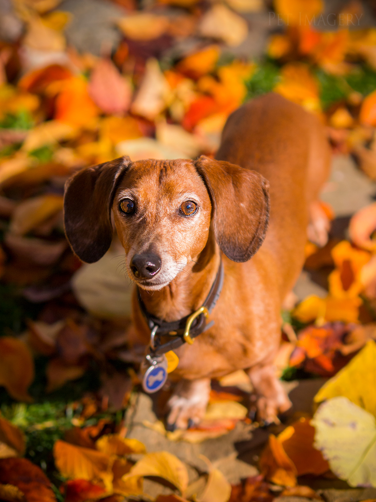 best pet photography kaplan dog