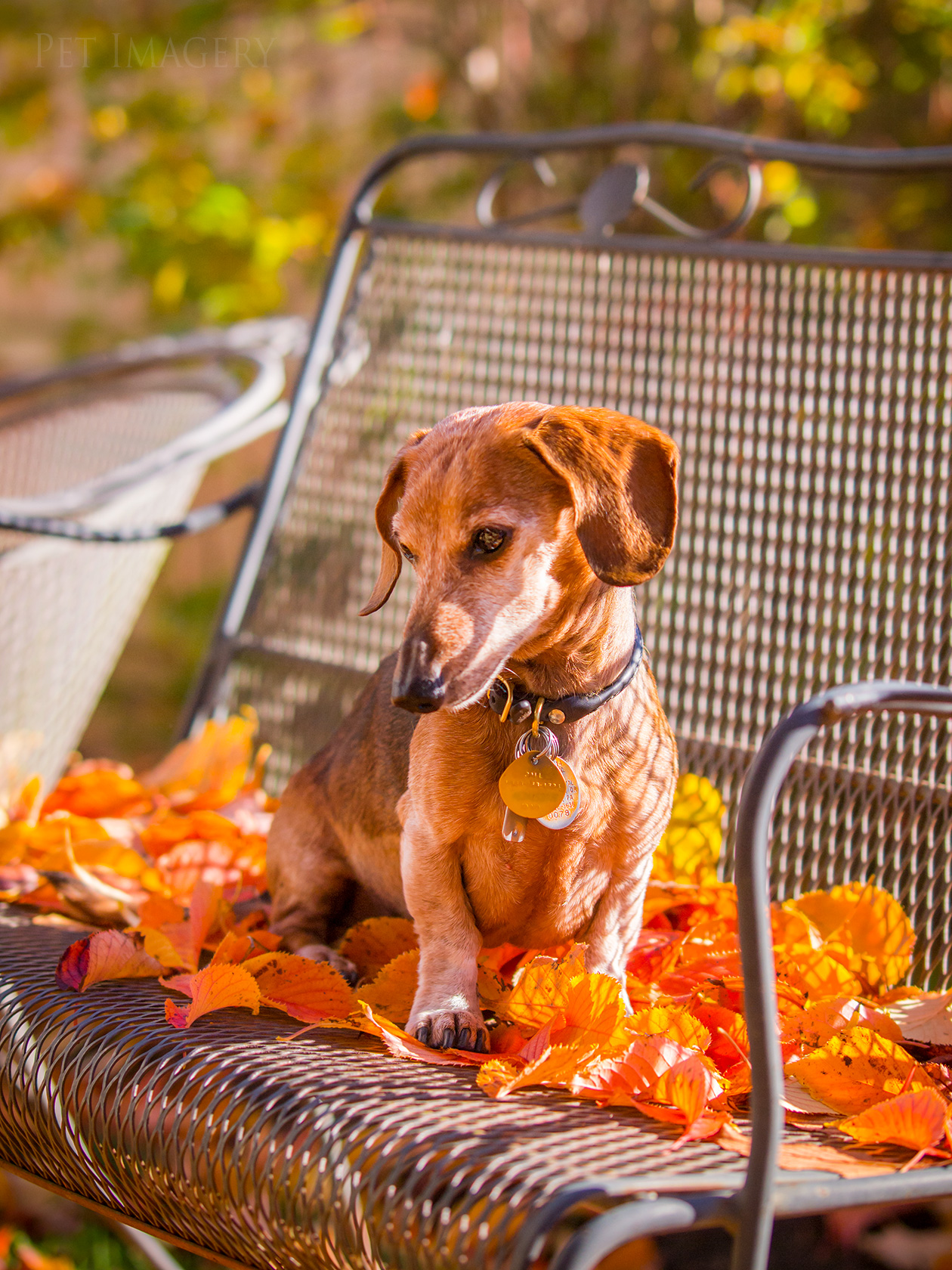 best pet photography kaplan dog