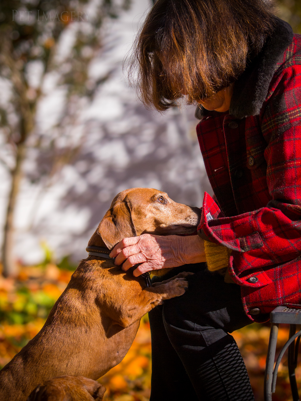 best pet photography kaplan dog