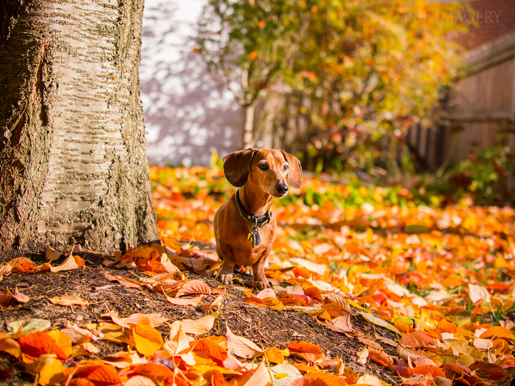 best pet photography kaplan dog