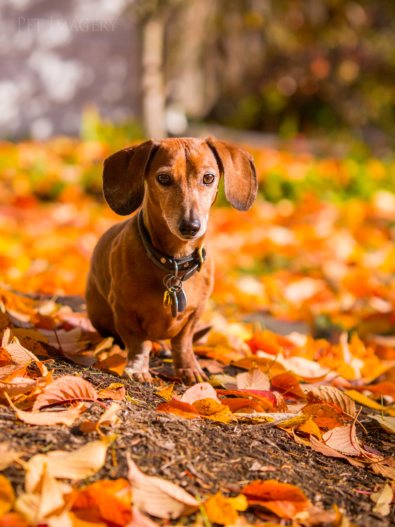 best pet photography kaplan dog