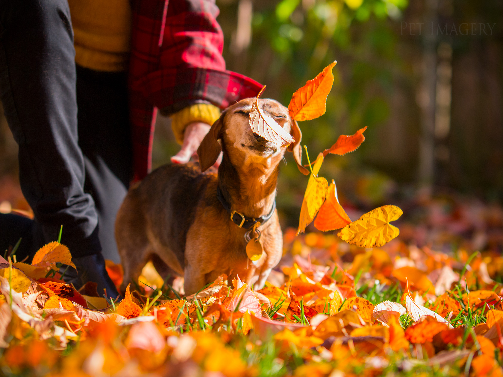 best pet photography kaplan dog