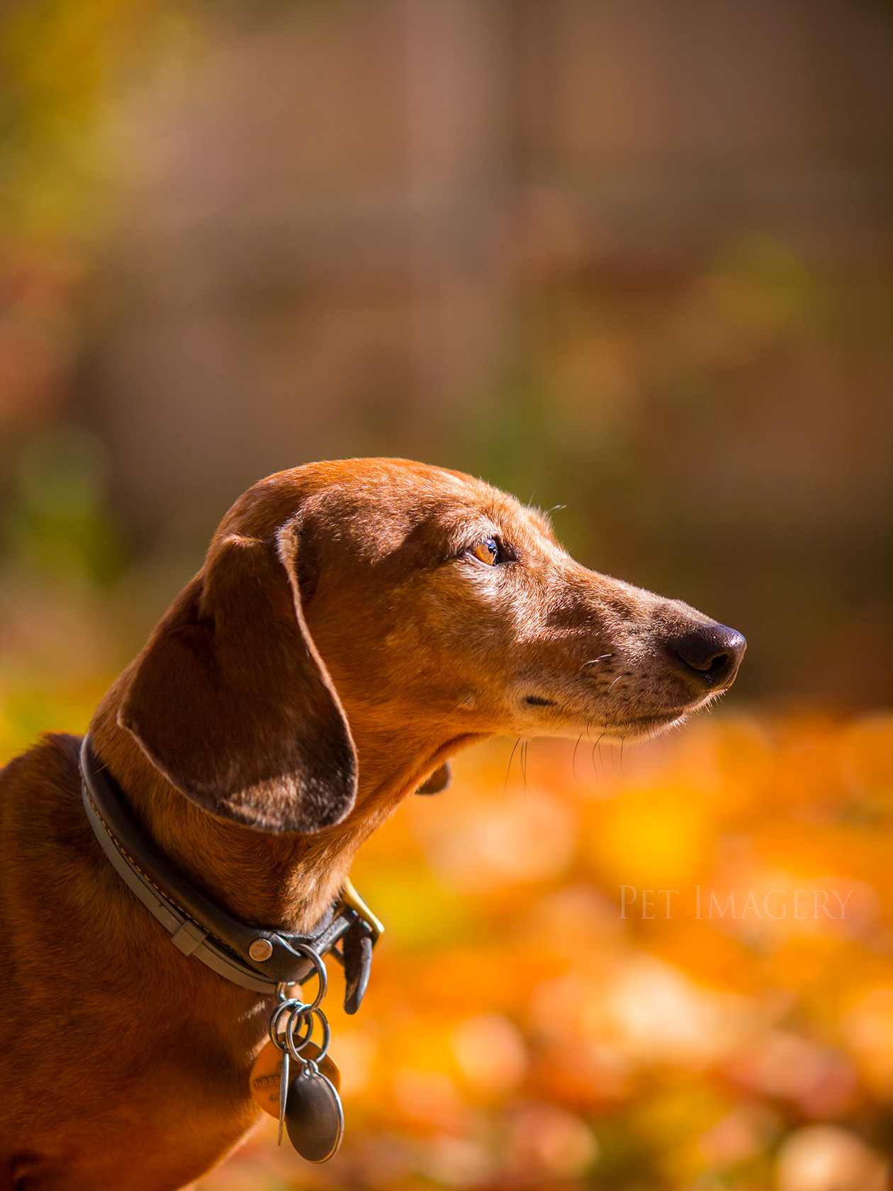 best pet photography kaplan dog