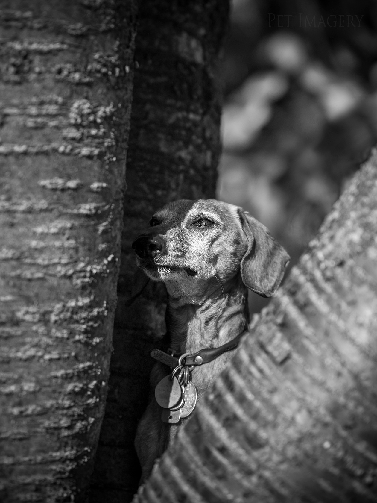 best pet photography kaplan dog