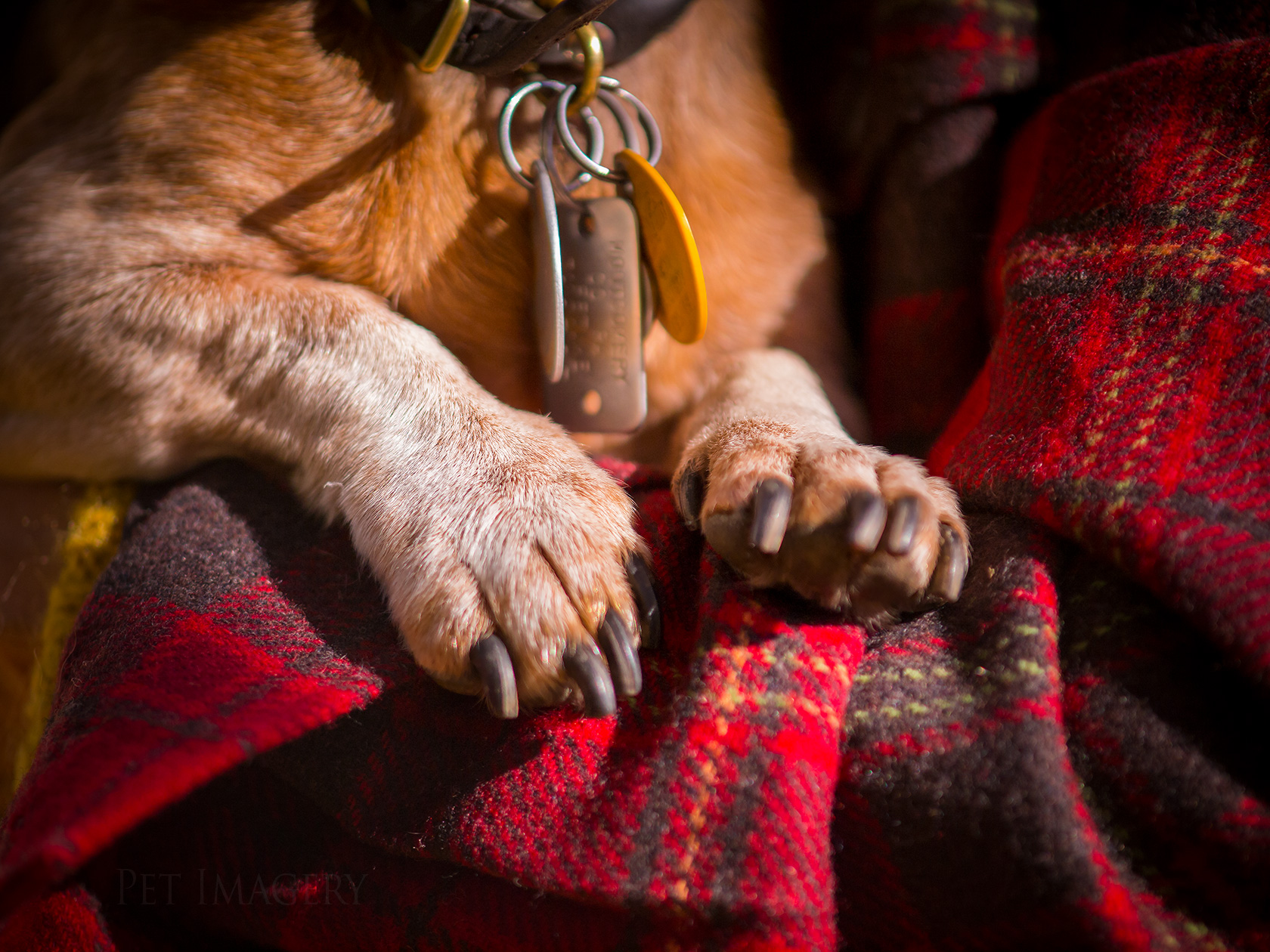 best pet photography kaplan dog