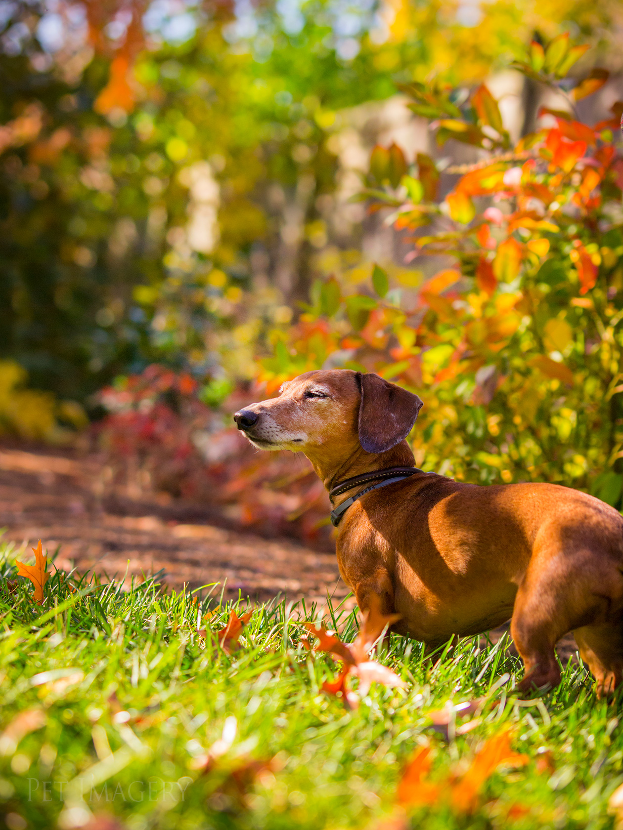 best pet photography kaplan dog