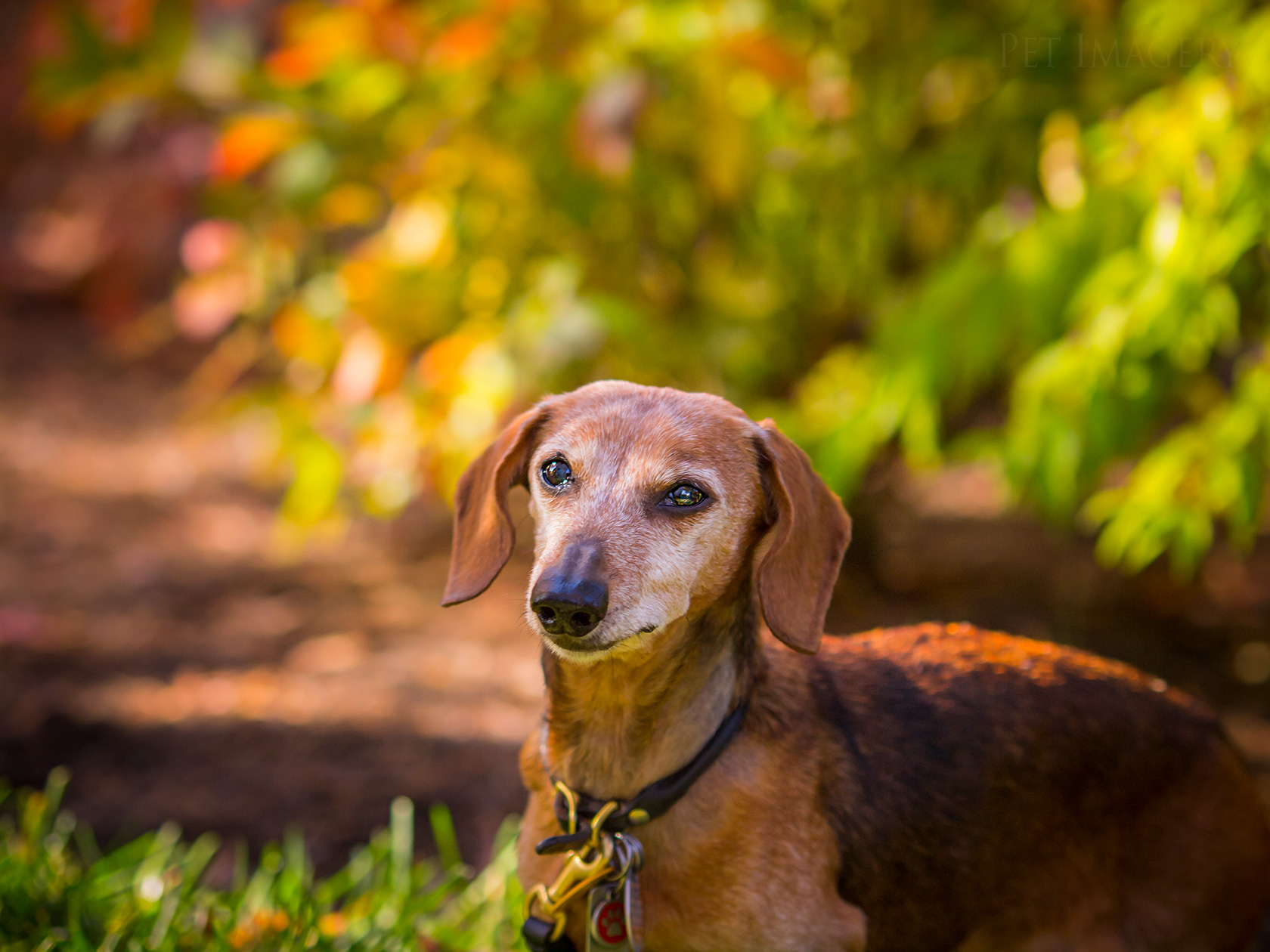 best pet photography kaplan dog