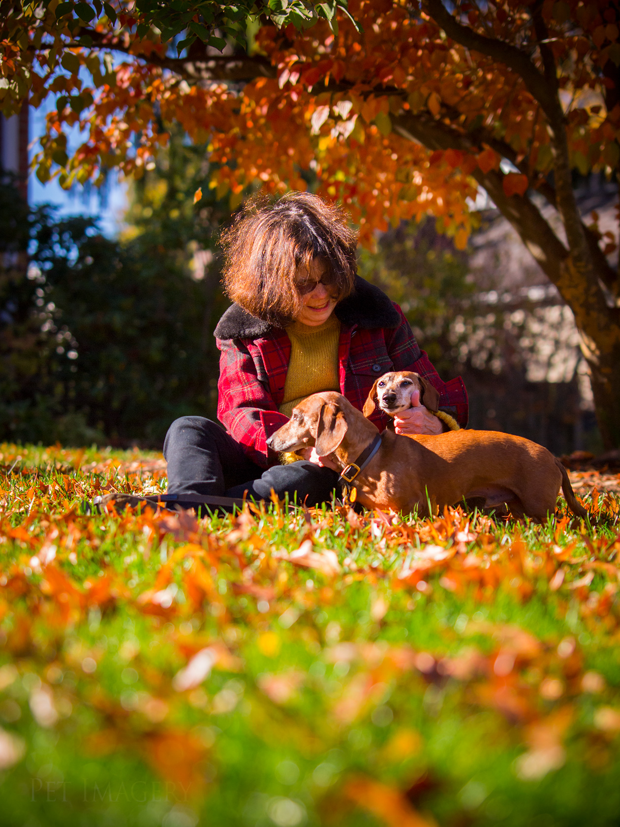 best pet photography kaplan dog