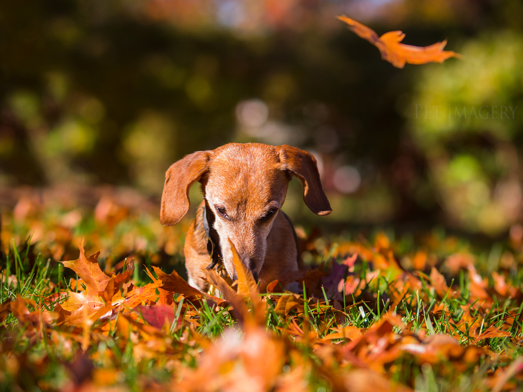best pet photography kaplan dog