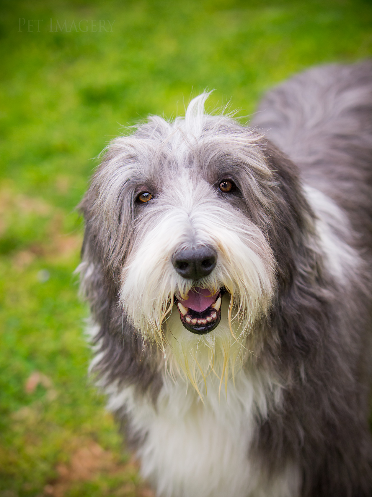 best pet dog photography kaplan