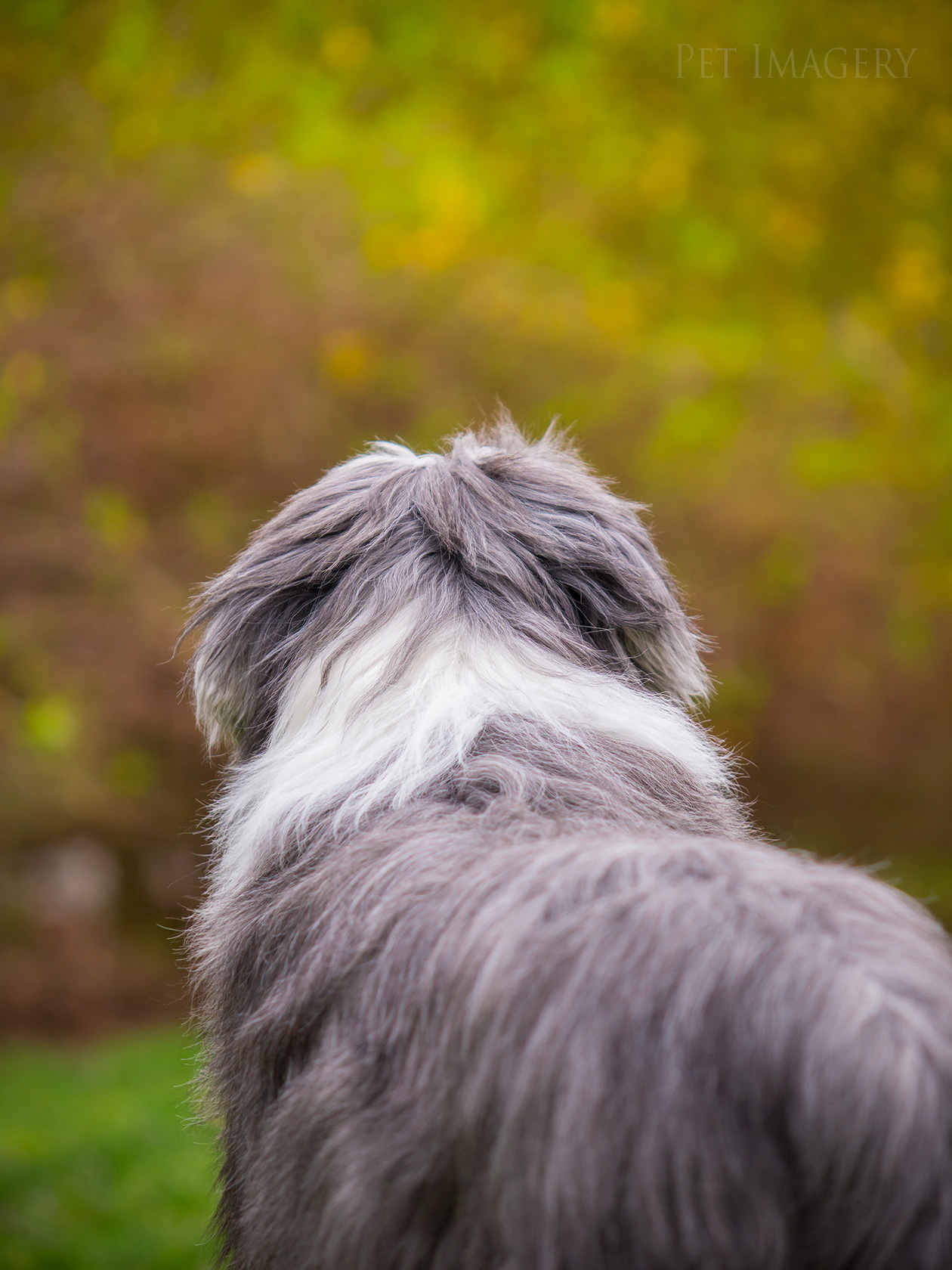 best pet dog photography kaplan