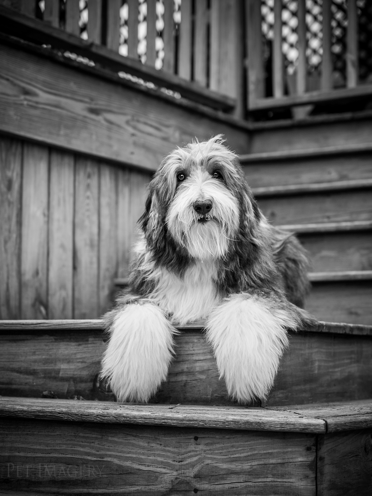 best pet dog photography kaplan