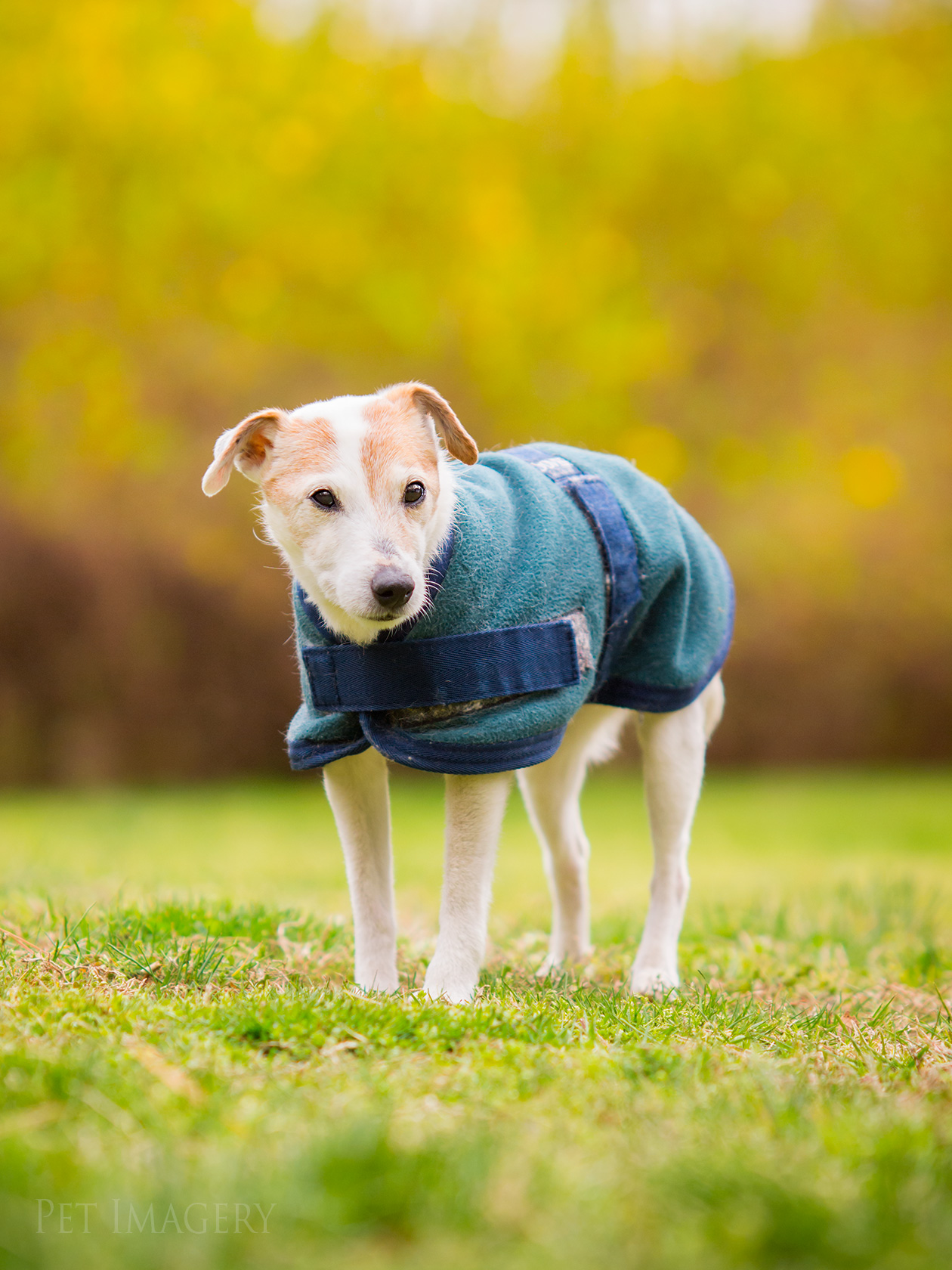 best pet dog photography kaplan