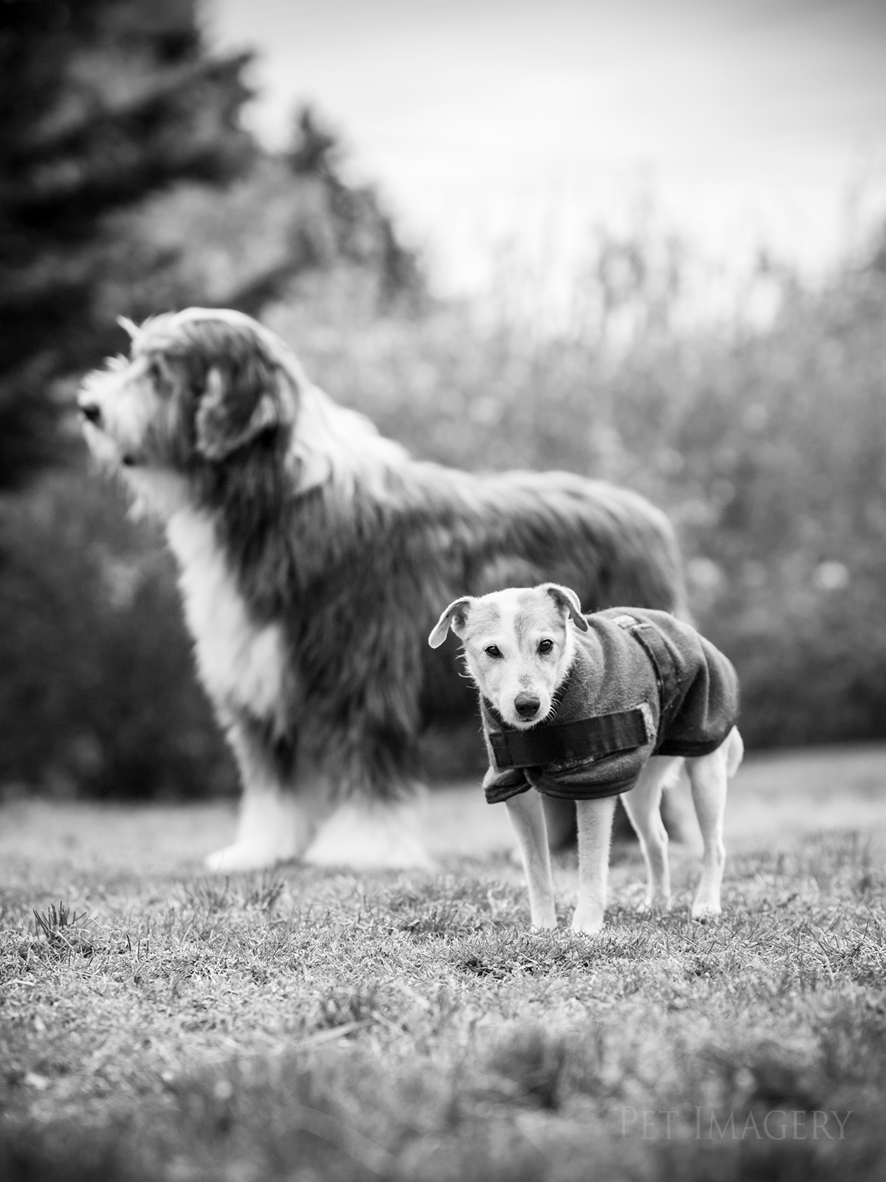best pet dog photography kaplan