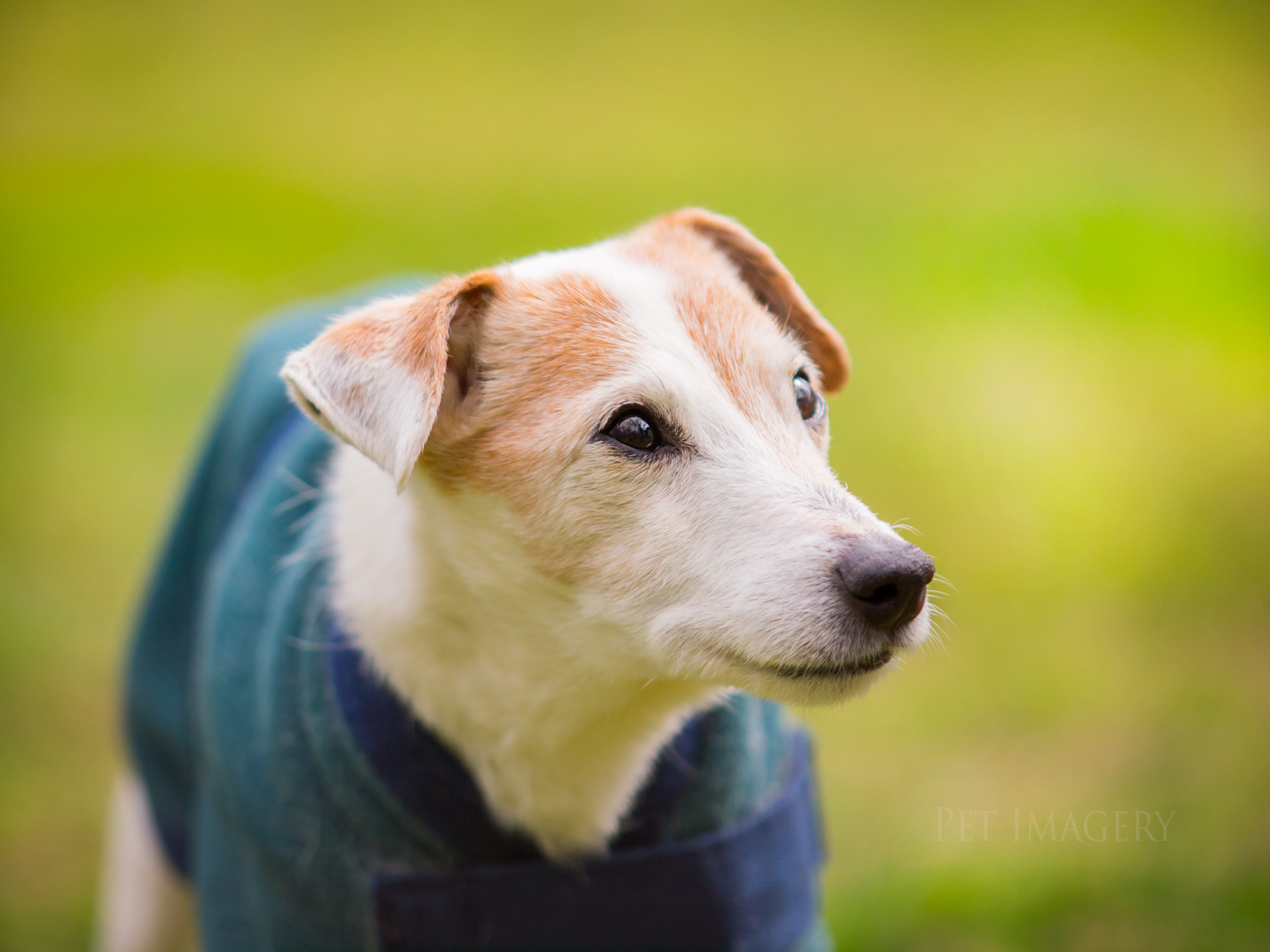 best pet dog photography kaplan