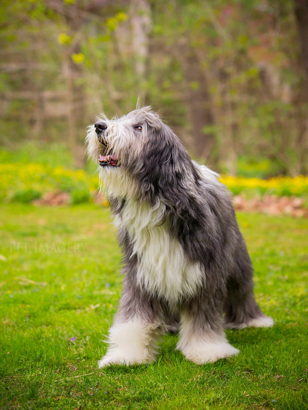 best pet dog photography kaplan