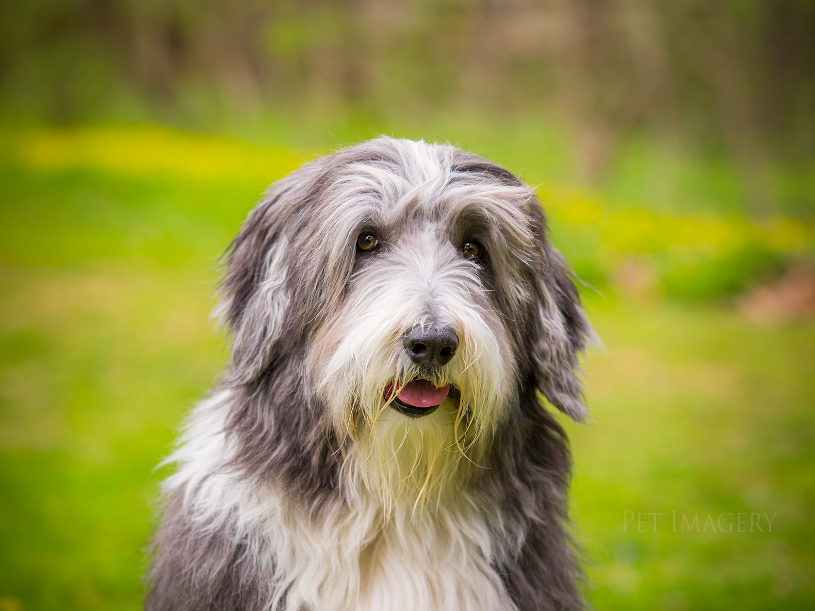 best pet dog photography kaplan