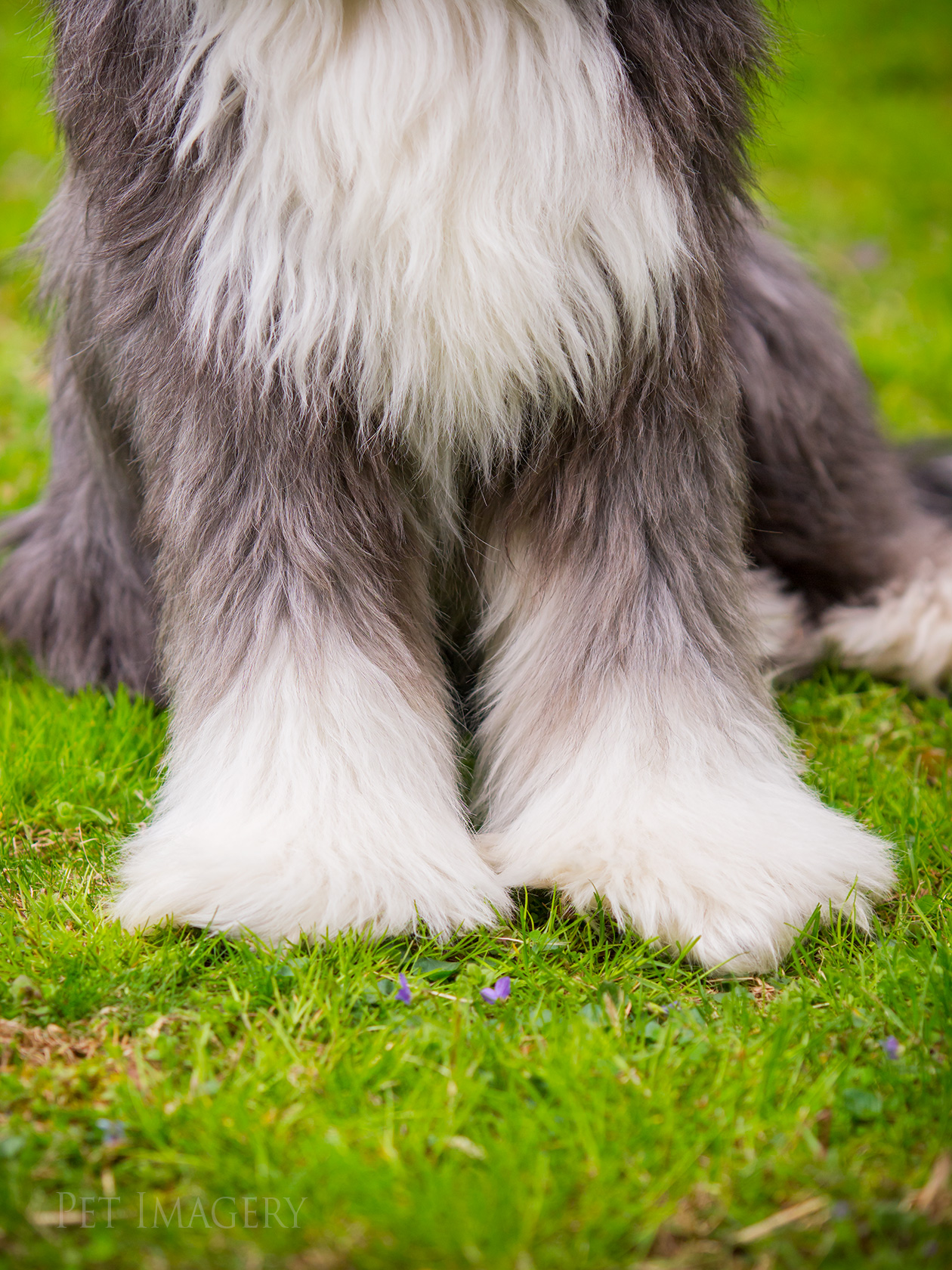 best pet dog photography kaplan