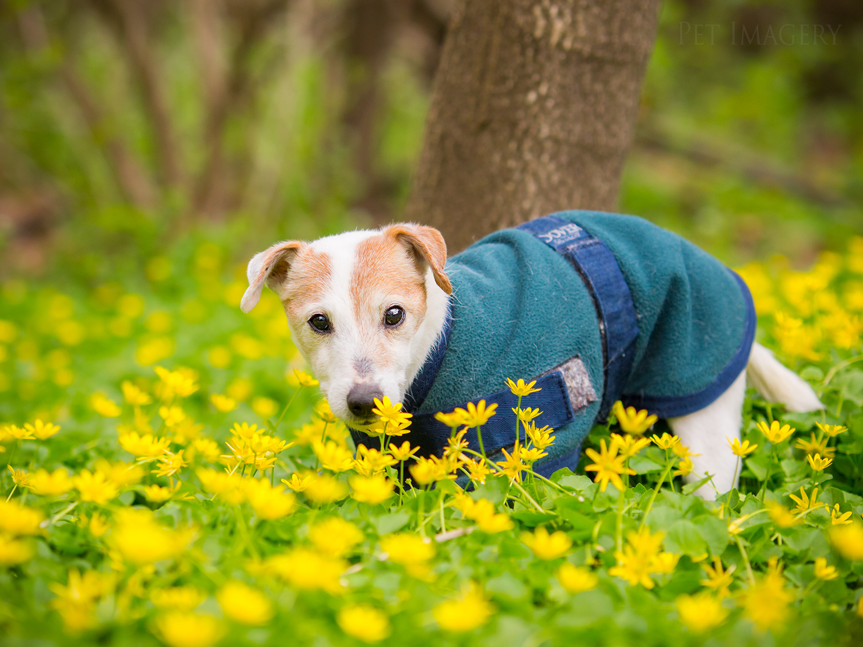 best pet dog photography kaplan