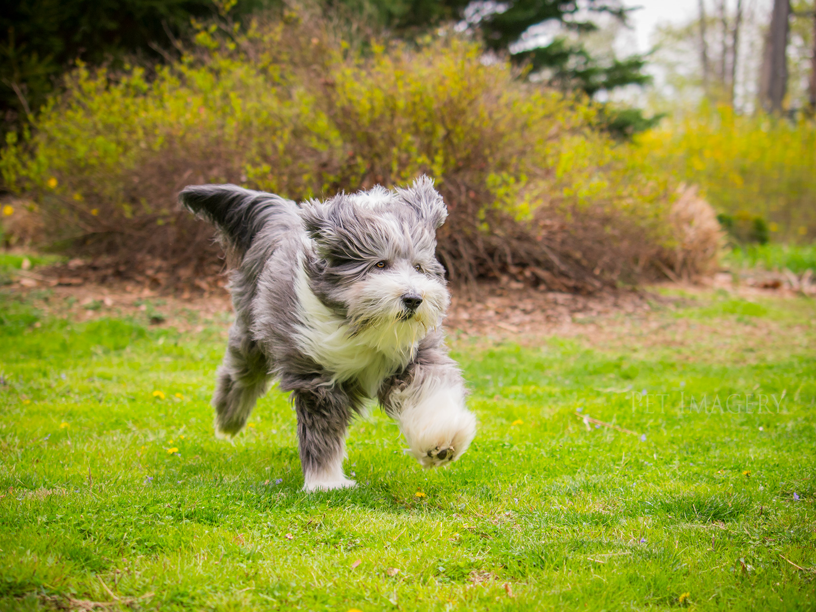 best pet dog photography kaplan