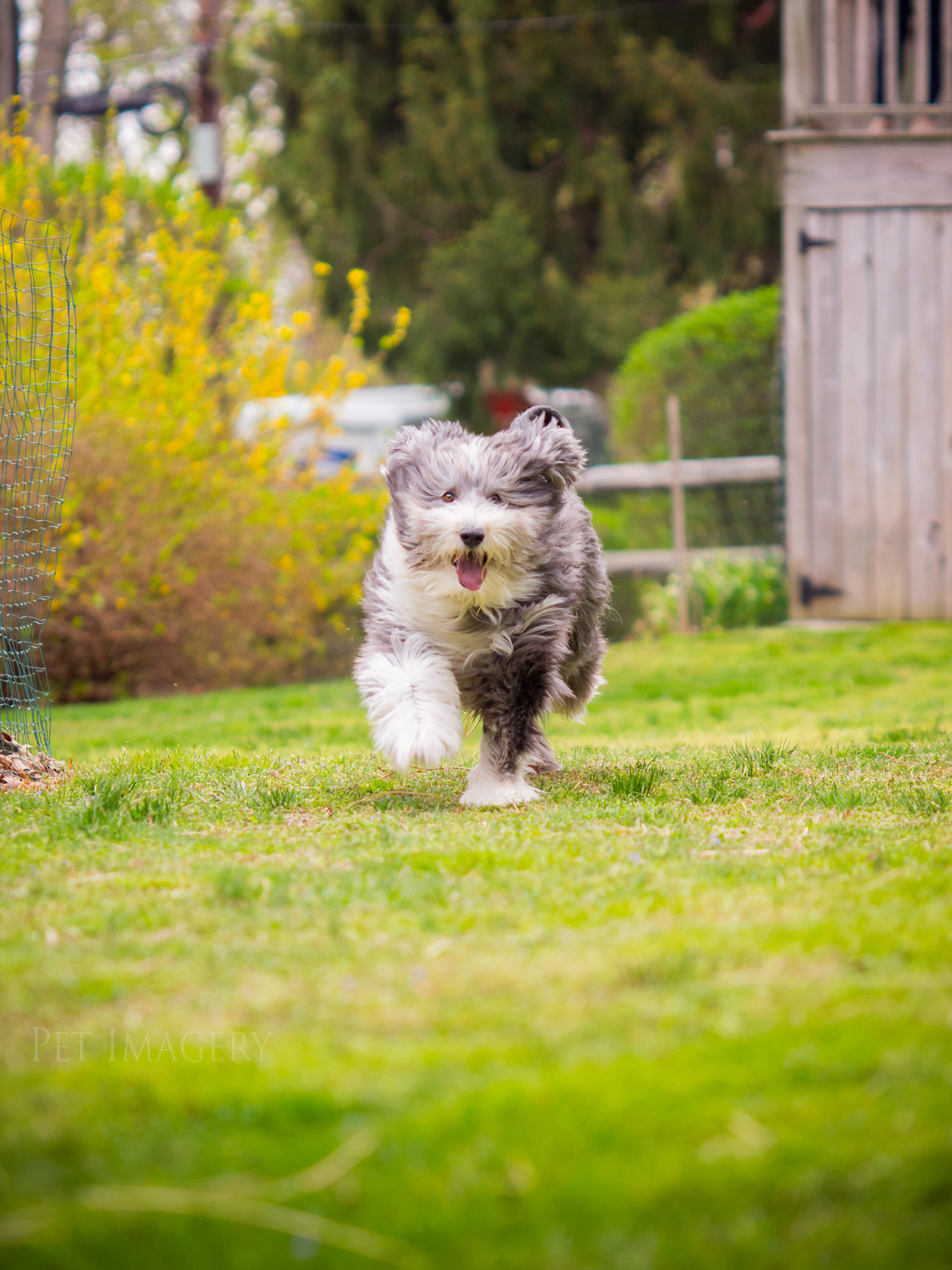 best pet dog photography kaplan