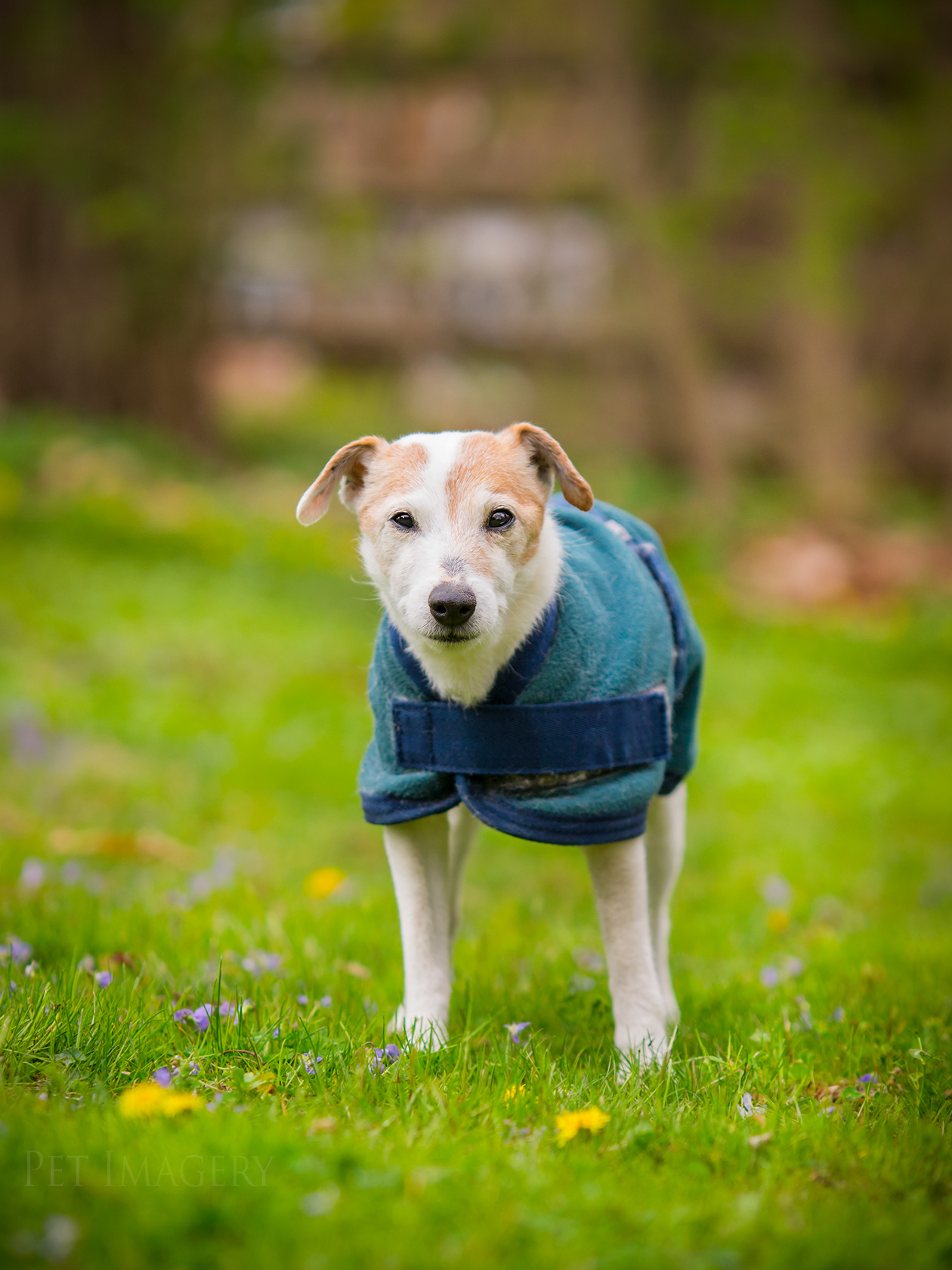 best pet dog photography kaplan