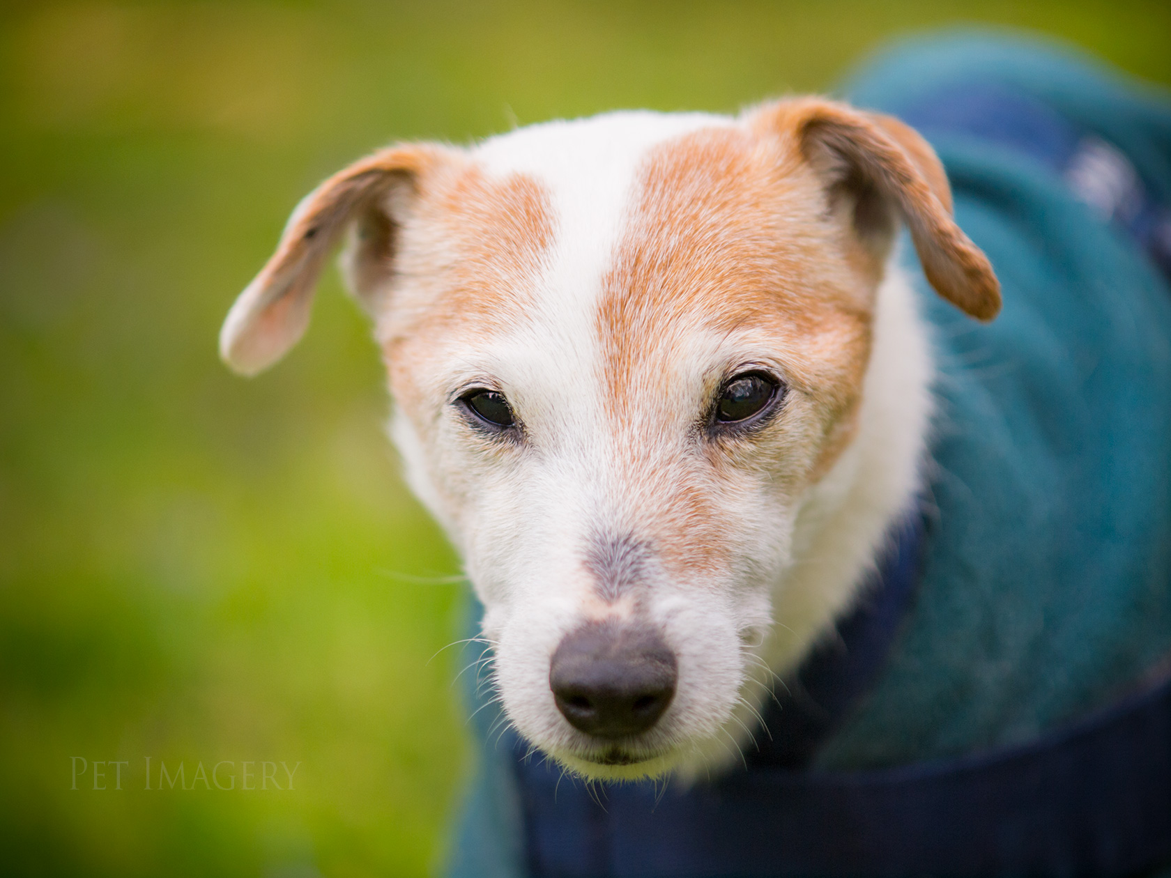 best pet dog photography kaplan