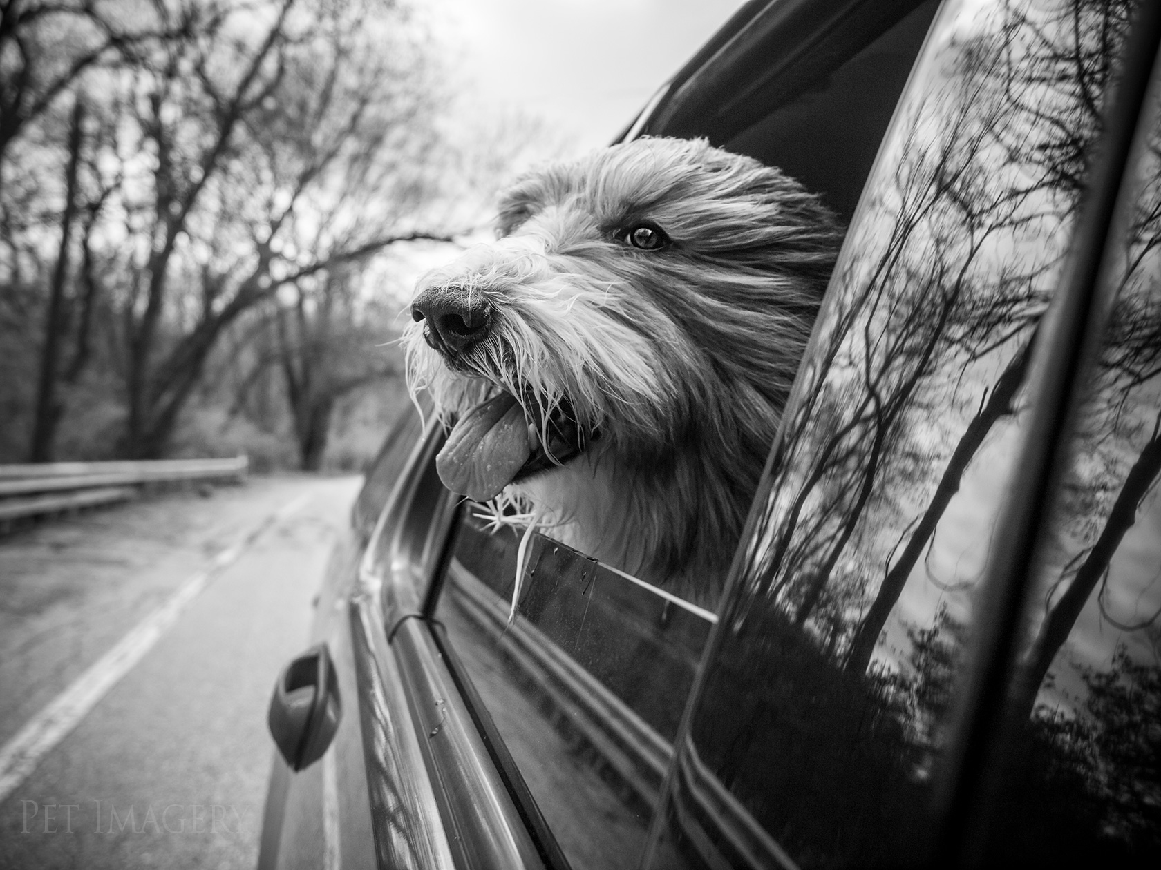 best pet dog photography kaplan