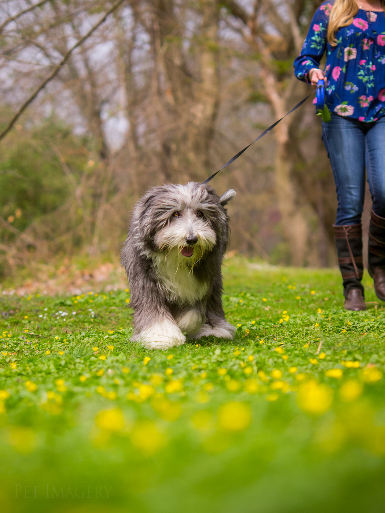 best pet dog photography kaplan