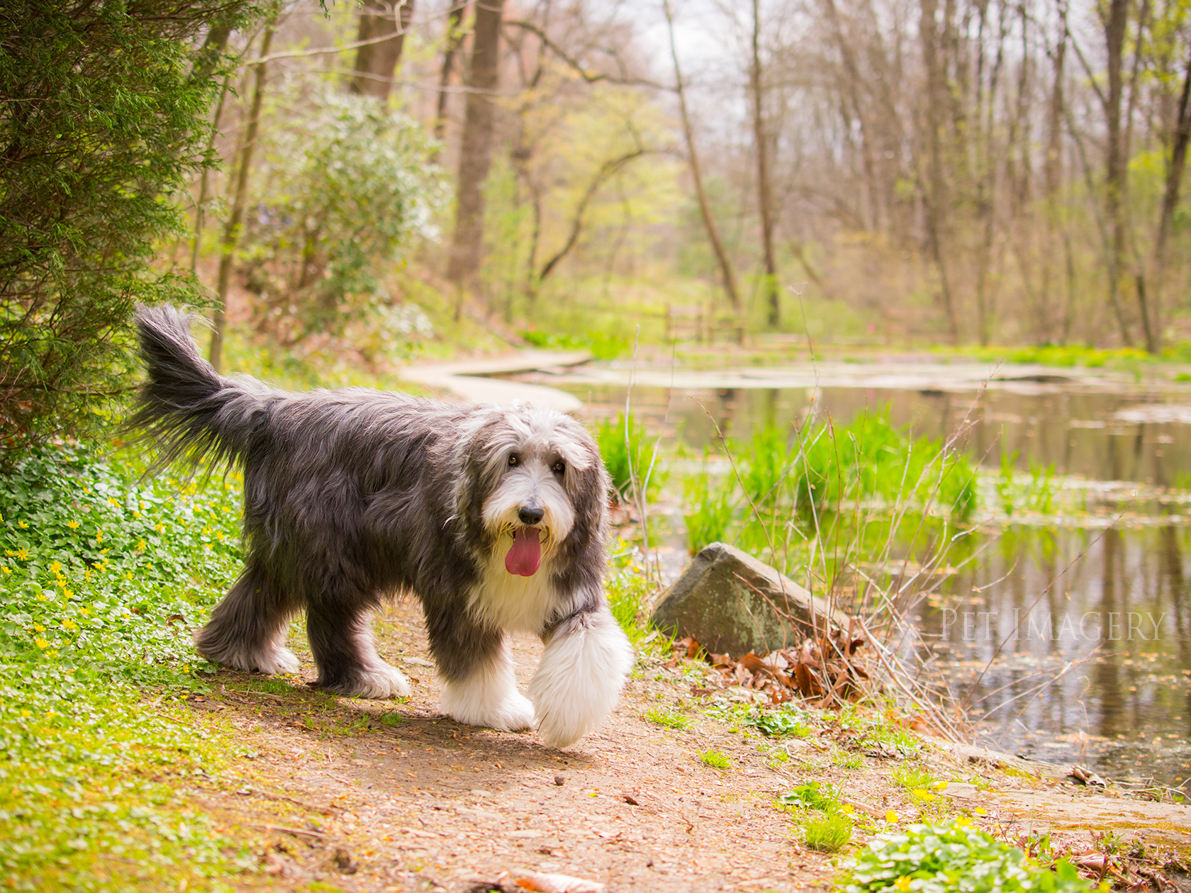 best pet dog photography kaplan