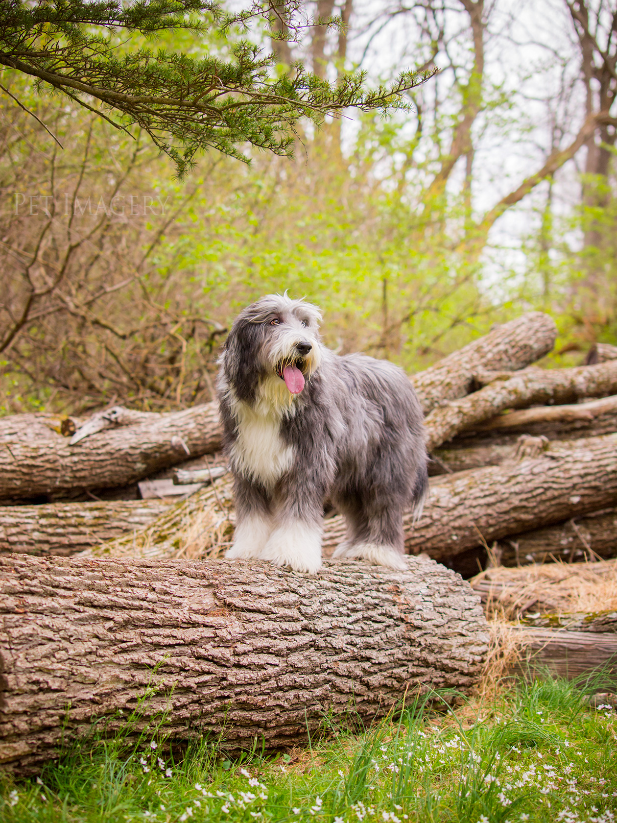 best pet dog photography kaplan