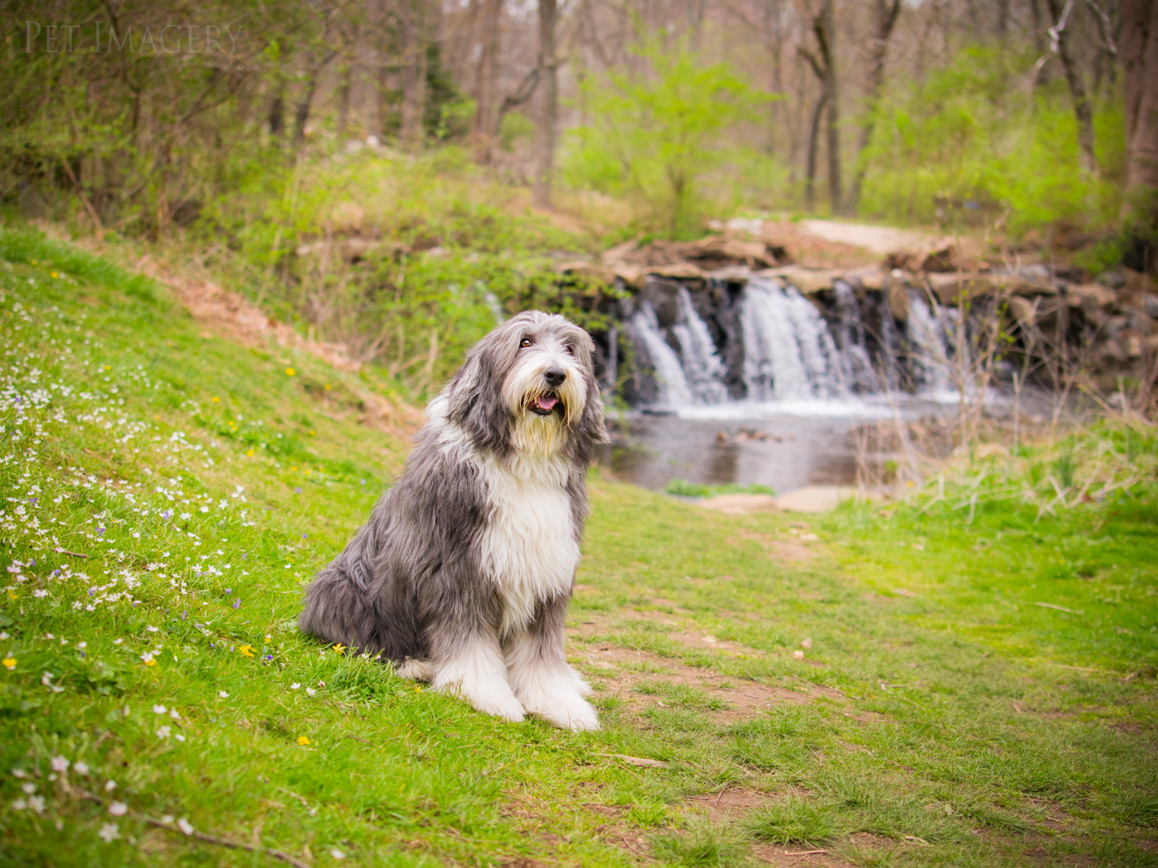 best pet dog photography kaplan
