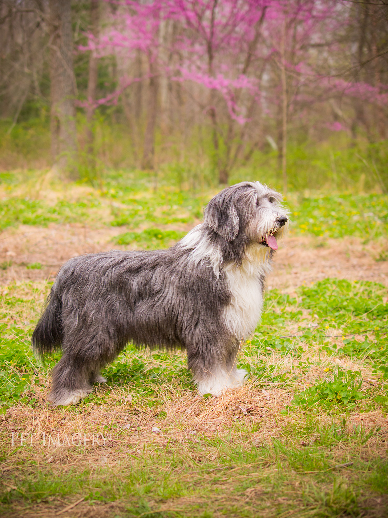 best pet dog photography kaplan