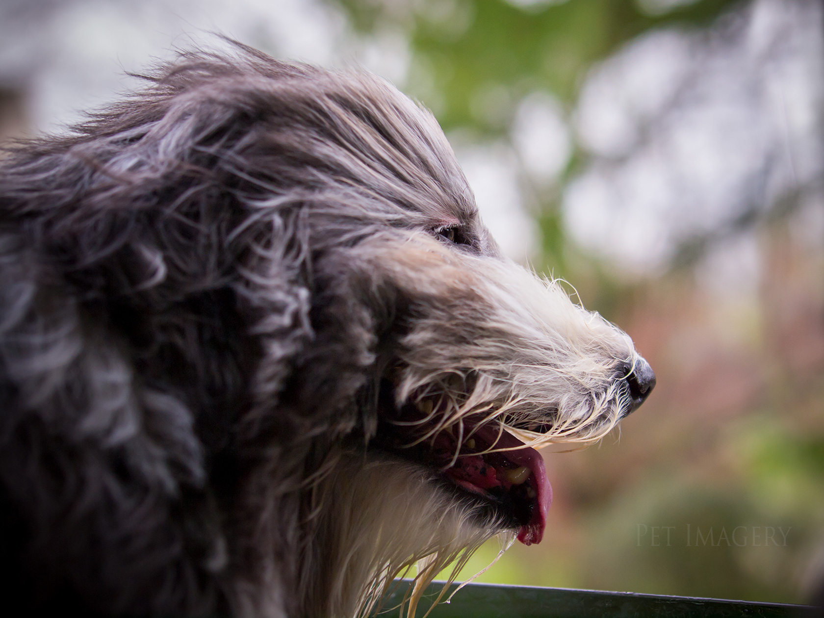 best pet dog photography kaplan