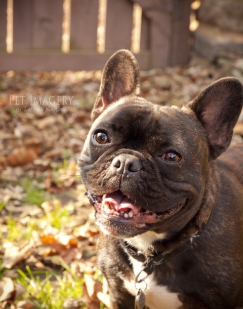 pug-french bulldog-philadelphia