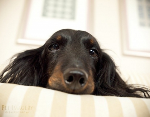 Long-Haired Daschunds, pet photography in Longport, NJ 10
