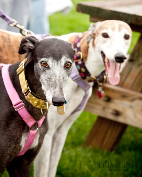 greyhounds CAS tail waggers strut 2011