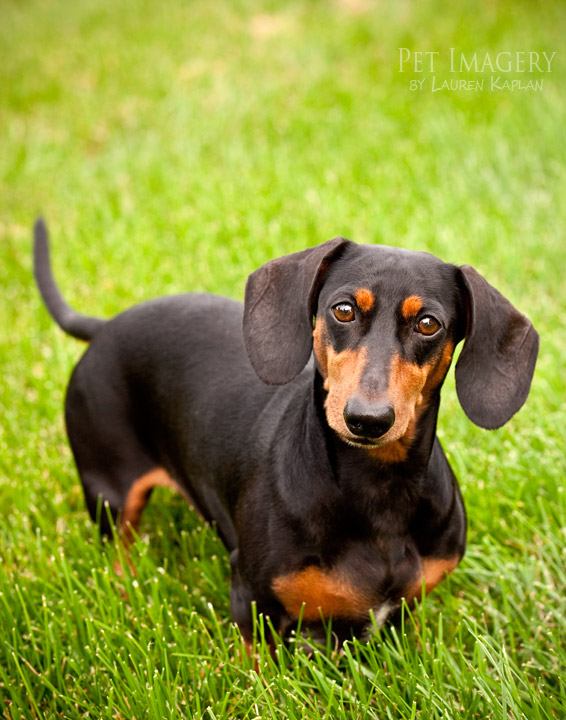 Hound Dog Breeds ProProfs Quiz